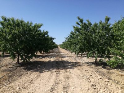 FINCA RUSTICA TOBARRA