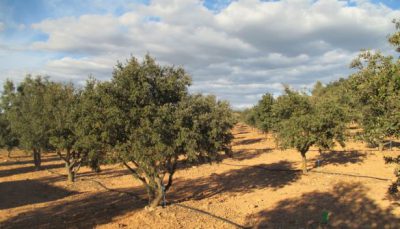 FINCA RUSTICA