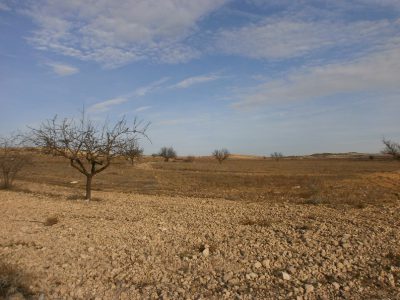 SECANO 8,5 HECTAREAS
